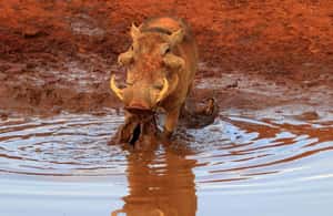 image n.3 of 2-Days Wildlife Safari to Tsavo East & Tsavo West Park activity in Coast Province, uploaded by supplier