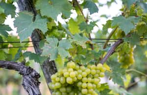 Bild Nr. 4 von Von Ljubljana aus: Vipava Valley Wine Express Tour Aktivität in Ljubljana, hochgeladen vom Anbieter