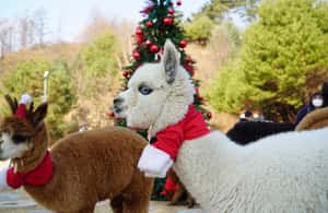 imagen n.º 3 de Desde Seúl: Alpaca World, Eobi Ice Valley, isla de Nami actividad en Chuncheon, subida por el proveedor