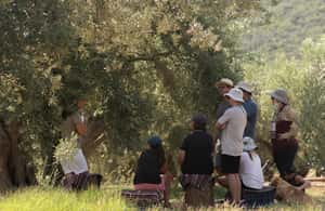 Obraz nr 4 z atrakcji Nafplio: Wycieczka po gospodarstwie oliwnym i degustacja oliwy z oliwek w Peloponez, przesłany przez organizatora