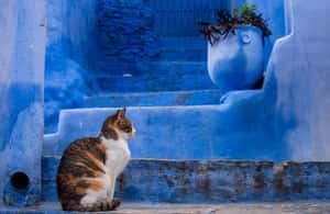 imagen n.º 3 de Guía turístico de Chefchaouen actividad en Chauen, subida por el proveedor