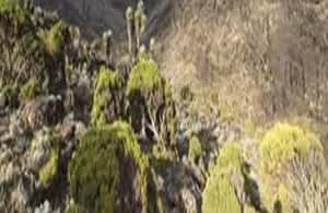 image n.4 of #.1-Day Tour: Kilimanjaro Lemosho Route From Arusha/Moshi activity in Kilimanjaro, uploaded by supplier