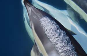 image n.4 of Gibraltar: Dolphin Watching Tour activity in Gibraltar, uploaded by supplier