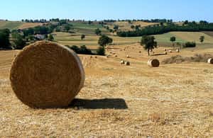 imagem n.3 de Viagem de 1 dia a Assis e Orvieto a partir de Roma atividade em Assis, Itália, carregada pelo fornecedor