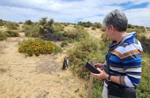 Bild Nr. 3 von Punta Tombo Cruise Landausflug - Spaziergang zwischen Pinguinen Aktivität in Chubut Provinz, hochgeladen vom Anbieter