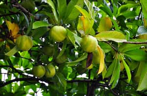 image n.3 of Full-day Private Sightseeing Tour of Bangalore activity in Bangalore, uploaded by supplier