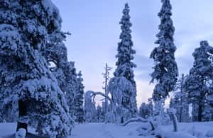 Immagine nº 4 di Saariselkä: Escursione con le racchette da neve nel Parco Nazionale Urho Kekkonen attività a Sodankylä, caricata dal fornitore