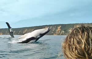 Image N°3 de Excursion en kayak à la rencontre des dauphins et visite du parc national en 4X4 sur la plage (privée) activité à Région de Gympie, publiée par le prestataire
