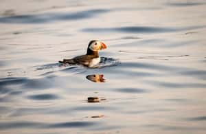 image n.4 of Bleik: Whale Watching by Speedboat with Puffins and Muffins activity in Nordland County, uploaded by supplier