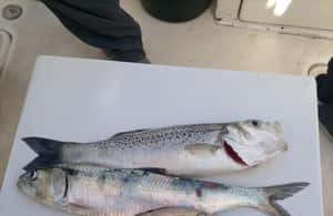 image n.3 of Half Day Fishing Trip activity in Cascais, uploaded by supplier