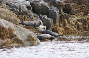 image n.4 of Campbell River: Whale & Wildlife Discovery Cruise activity in British Columbia, uploaded by supplier
