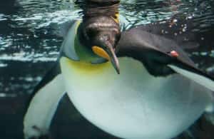 4. fotó – Melbourne: SEA LIFE Akvárium belépőjegy – program helye: Melbourne, feltöltötte a programszervező