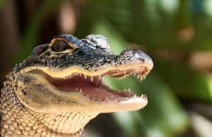 image n.4 of Sawgrass Park: Private 1-Hour Airboat Adventure Tour activity in Fort Lauderdale, uploaded by supplier