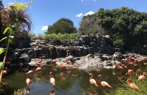 imagen n.º 4 de Buenos Aires: Bioparque Temaiken con Traslados actividad en Buenos Aires, subida por el proveedor