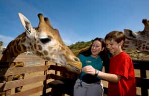 slika br. 4 iz kolekcije Dnevna ulaznica za zoološki vrt i safari park u San Diegu aktivnosti u mjestu San Diego, prenio opskrbni partner