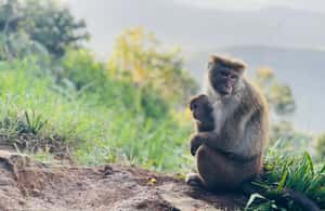 obrázok č. 4 aktivity Od Elly: Lipton Seat & Dambatenne Tea Factory Day Tour v destinácii Badulla, obrázok nahral dodávateľ