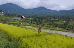 image n.3 of Bali: Jatiluwih Rice Terraces 1 Hour Electric Bike Tour activity in Ubud, uploaded by supplier