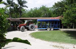 imagem n.4 de Jamaica: Excursão de 1 dia às Cataratas YS e Safari em Black River atividade em Negril, carregada pelo fornecedor