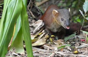 Bild Nr. 3 von 5 Tage wilde Flucht: Ranomafana Abenteuer von Antananarivo aus Aktivität in Haute Matsiatra, hochgeladen vom Anbieter