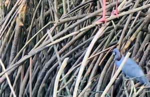 image n.3 of Caroni: Bird Sanctuary Wildlife Swamp Tour activity in San Juan-Laventille, uploaded by supplier