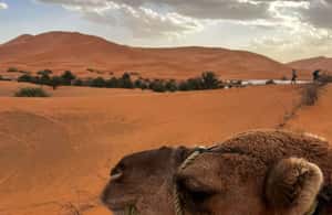 imagem n.3 de Merzouga Pernoite numa tenda berbere e passeio de camelo atividade em Drâa-Tafilalet, carregada pelo fornecedor