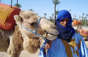 imagen n.º 4 de Marrakech: Medio día de paseo en camello por el Palmeral actividad en Marrakech, subida por el proveedor