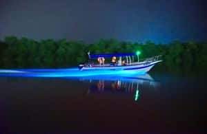 billede nr.4 af aktiviteten Kuala Lumpur: Kuala Selangor Fireflies and Blue Tears Tour i Kuala Selangor, uploadet af udbyder