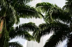 image n.4 of Kuala Lumpur: Half-Day Photo Tour with Petronas Twin Towers activity in Kuala Lumpur, uploaded by supplier