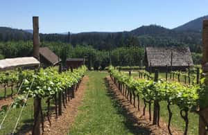 image n.3 of 6-Hour Victoria to Cowichan Wine Tour activity in Victoria, British Columbia, uploaded by supplier