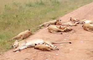 image n.4 of 2-Days Wildlife Safari to Tsavo East & Tsavo West Park activity in Coast Province, uploaded by supplier