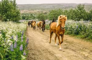 image n.4 of From Reykjavík: Icelandic Horse Riding Tour in Lava Fields activity in Hafnarfjörður, uploaded by supplier