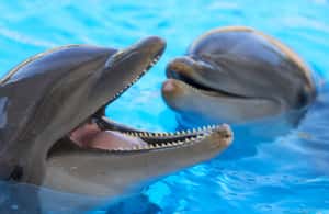 image n.3 of From Gran Canaria: Day Trip to Loro Parque Tenerife activity in Puerto de la Cruz, uploaded by supplier