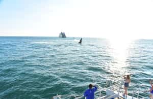 Immagine nº 4 di Tour in catamarano e snorkeling attività a Tamarindo, caricata dal fornitore