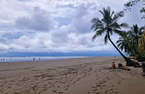 image n.4 of Uvita: Marino Ballena National Park Whale-Watching Tour activity in Jaco, uploaded by supplier