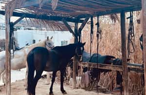 image n.4 of Paros: Morning Island Horseback Riding Adventure activity in Parikia, uploaded by supplier