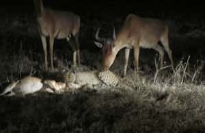 image n.3 of Victoria Falls: Night Game Drive and 3-Course Bush Dinner activity in Victoria Falls Town, uploaded by supplier