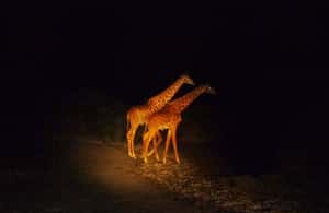 image n.4 of Victoria Falls: Night Game Drive and 3-Course Bush Dinner activity in Victoria Falls Town, uploaded by supplier