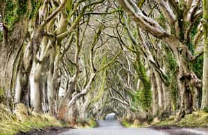 imagen n.º 4 de Dublín: Excursión a la Calzada de los Gigantes, Dark Hedges, Dunluce y Belfast actividad en Bushmills, subida por el proveedor