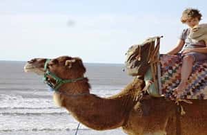 foto no. 4 dari aktivitas Essaouira: Menunggang Unta Selama 2 Jam di Kota Essaouira, diunggah oleh pemasok