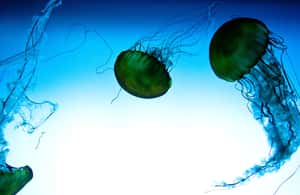 תמונה מס' ⁦3⁩ מתוך ⁦קוויבק: כרטיס כניסה לאקווריום דו קוויבק⁩, פעילות ב⁦קוויבק סיטי⁩, הועלתה על-ידי הספק