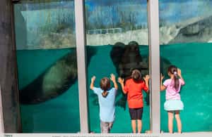 תמונה מס' ⁦4⁩ מתוך ⁦קוויבק: כרטיס כניסה לאקווריום דו קוויבק⁩, פעילות ב⁦קוויבק סיטי⁩, הועלתה על-ידי הספק