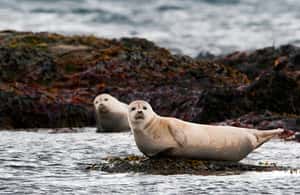 imagen n.º 4 de Reikiavik: Excursión de 2 días por el Oeste con Snæfellsnes y el Círculo de Plata actividad en Vesturland, subida por el proveedor