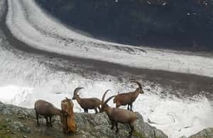image n.3 of Zermatt: Village Walk and Mt. Gornergrat Private Tour activity in Zermatt, uploaded by supplier