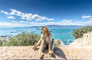 bild nr.4 av Från Malaga och Costa del Sol: Gibraltar Sightseeing Tour aktivitet i Gibraltar, uppladdad av arrangören
