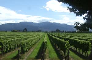 image n.4 of Marlborough Half-Day Wine Tour from Blenheim activity in Blenheim, uploaded by supplier