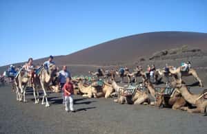 imagen n.º 4 de Lanzarote: Excursión al Parque Nacional de Timanfaya actividad en Yaiza, Lanzarote, subida por el proveedor
