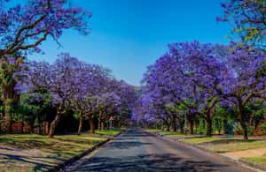 image n.3 of Johannesburg: Pretoria and Cullinan Diamond Mine Tour activity in Pretoria, uploaded by supplier