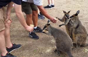 image n.3 of From Sydney: Boutique Uncharted Blue Mountains Tour activity in Sydney, uploaded by supplier