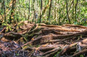 image n.3 of Manaus: Amazonas Jungle and Anavilhanas Archipelago Trek activity in North Region, Brazil, uploaded by supplier