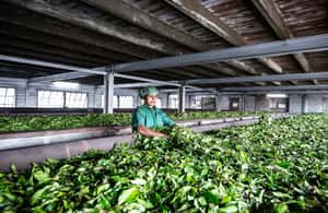 Bild Nr. 3 von Ella: Lipton's Seat Tour mit Besuch der Teefabrik Dambetanna Aktivität in Kandy, hochgeladen vom Anbieter